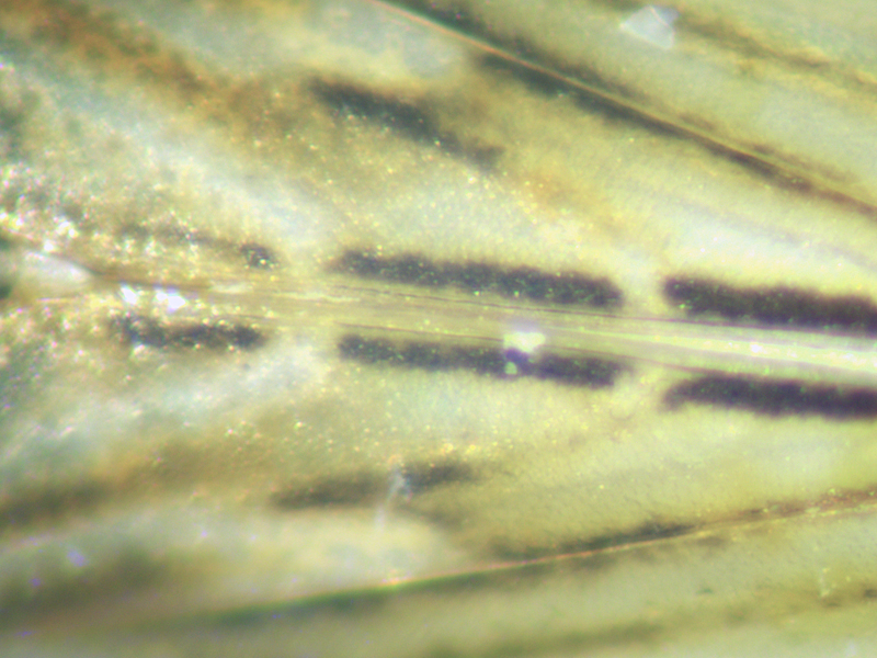 Anaceratagallia ribauti